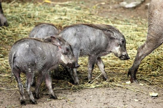 Warzenschwein mit Nachwuchs Opel Zoo Kronberg 2014