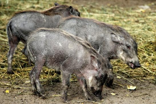 Warzenschwein mit Nachwuchs Opel Zoo Kronberg 2014