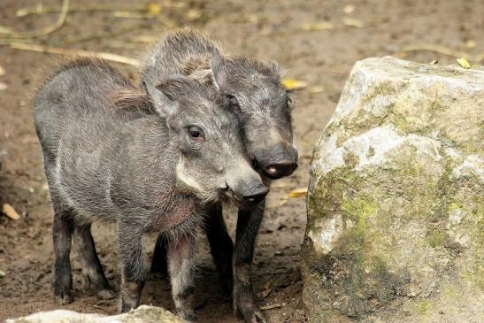 Warzenschwein mit Nachwuchs Opel Zoo Kronberg 2014