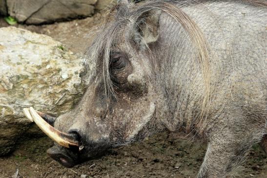 Warzenschwein Opel Zoo Kronberg 2014