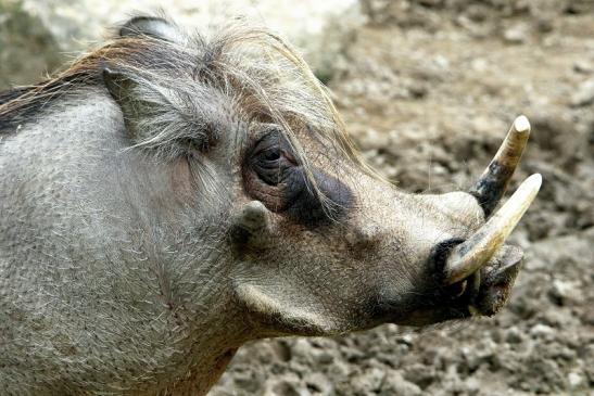 Warzenschwein Opel Zoo Kronberg 2015