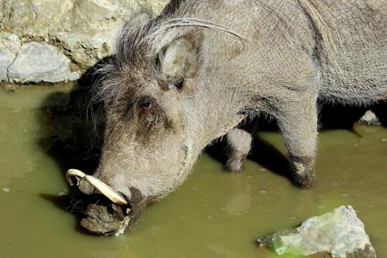 Warzenschwein Opel Zoo Kronberg 2015