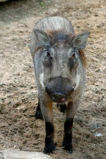 Warzenschwein Opel Zoo Kronberg 2017