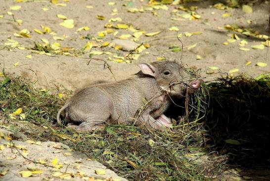 Warzenschwein Jungtiere Opel Zoo Kronberg 2017