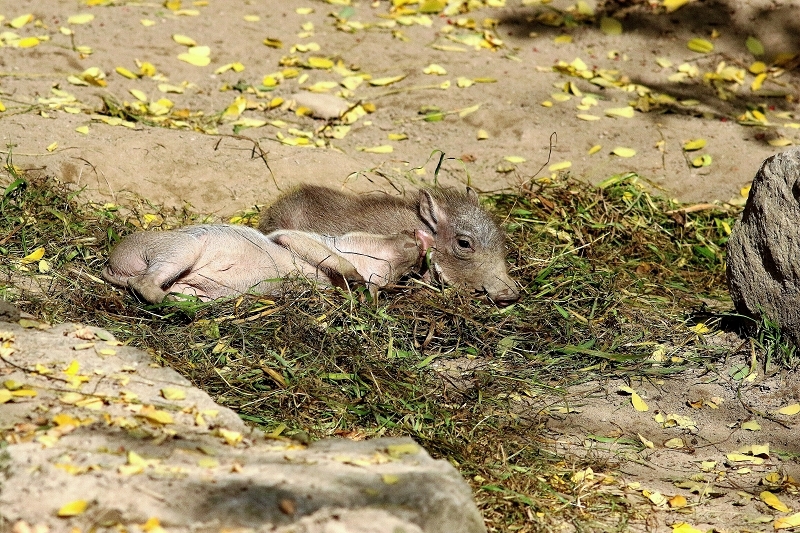 Warzenschwein Jungtiere Opel Zoo Kronberg 2017