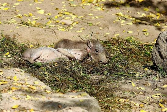 Warzenschwein Jungtiere Opel Zoo Kronberg 2017