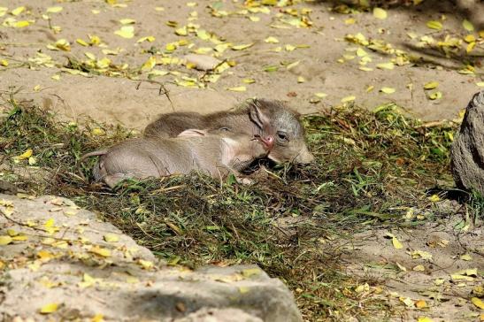 Warzenschwein Jungtiere Opel Zoo Kronberg 2017