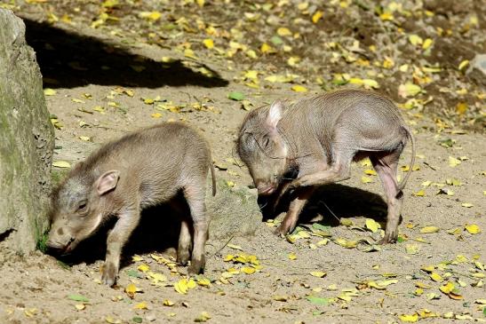Warzenschwein Jungtiere Opel Zoo Kronberg 2017