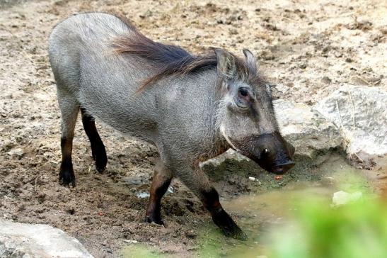 Warzenschwein Opel Zoo Kronberg 2017