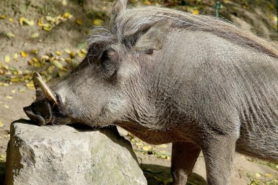 Warzenschwein Opel Zoo Kronberg 2017