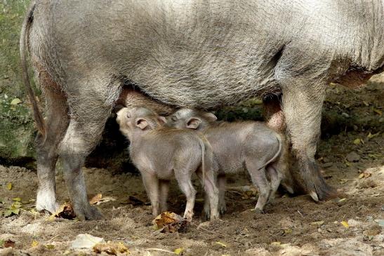 Warzenschwein mit Jungtieren Opel Zoo Kronberg 2017