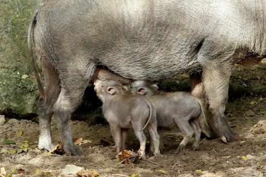 Warzenschwein mit Jungtieren Opel Zoo Kronberg 2017