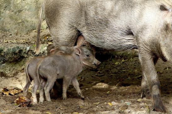 Warzenschwein mit Jungtieren Opel Zoo Kronberg 2017