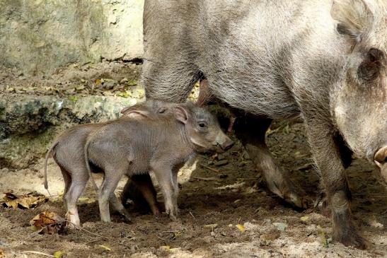 Warzenschwein mit Jungtieren Opel Zoo Kronberg 2017