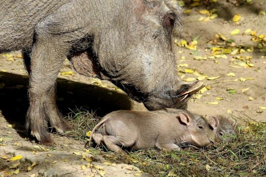 Warzenschwein mit Jungtieren Opel Zoo Kronberg 2017