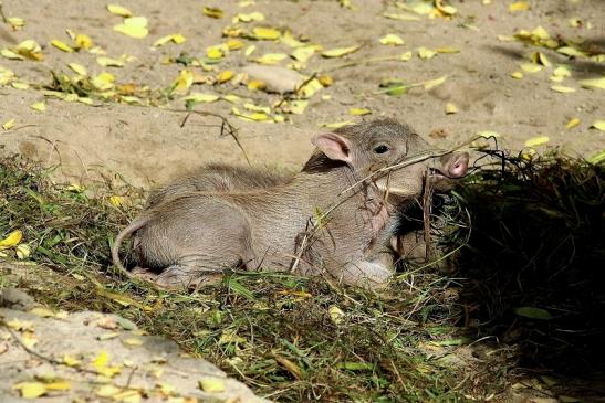 Warzenschwein Jungtiere Opel Zoo Kronberg 2017