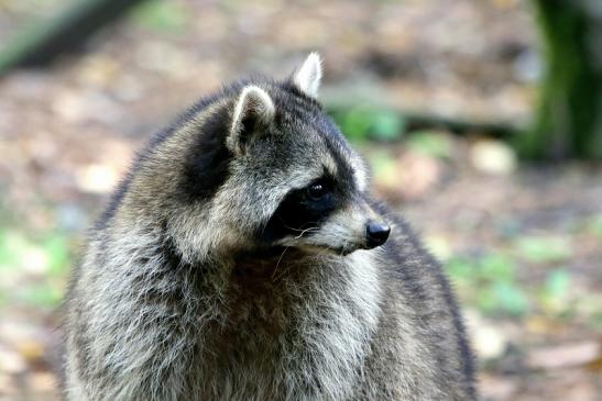 Waschbär Wildpark Alte Fasanerie Klein Auheim 2015