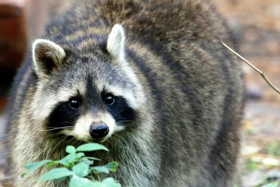 Waschbär Wildpark Alte Fasanerie Klein Auheim 2015