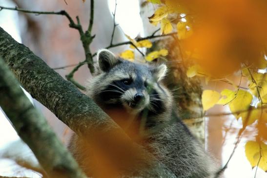 Waschbär Wildpark Alte Fasanerie Klein Auheim 2015