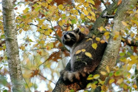 Waschbär Wildpark Alte Fasanerie Klein Auheim 2015