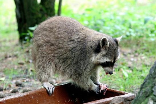 Waschbär Wildpark Alte Fasanerie Klein Auheim 2017