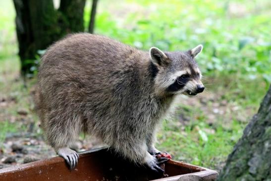 Waschbär Wildpark Alte Fasanerie Klein Auheim 2017