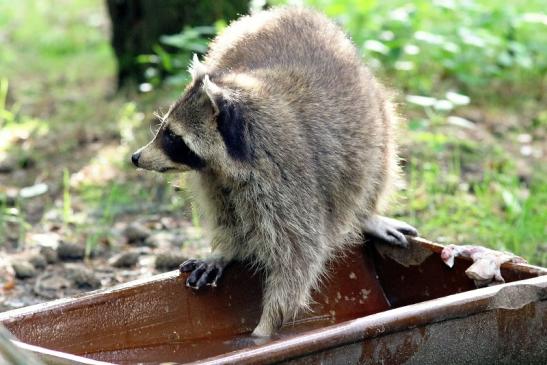 Waschbär Wildpark Alte Fasanerie Klein Auheim 2017