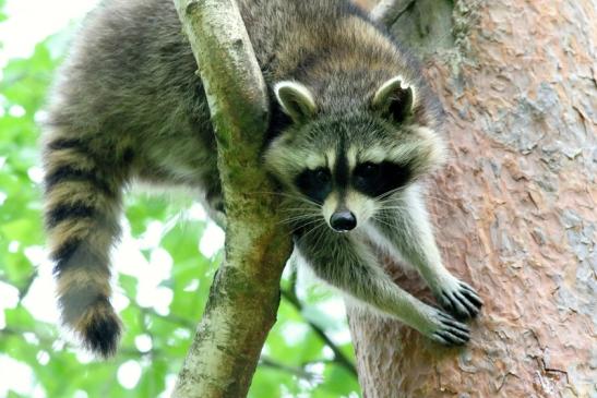 Waschbär Wildpark Alte Fasanerie Klein Auheim 2018