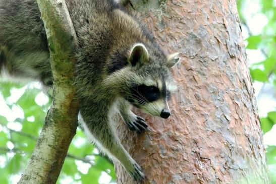 Waschbär Wildpark Alte Fasanerie Klein Auheim 2018