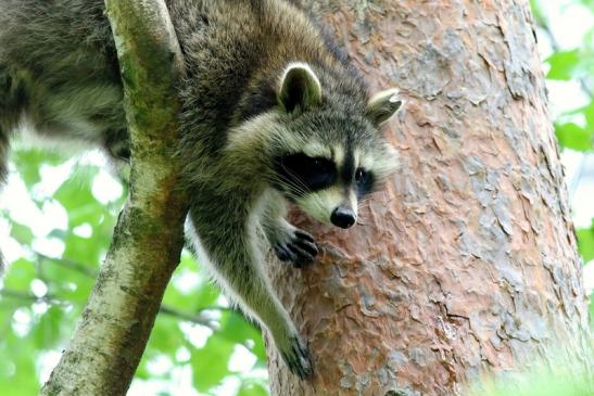 Waschbär Wildpark Alte Fasanerie Klein Auheim 2018