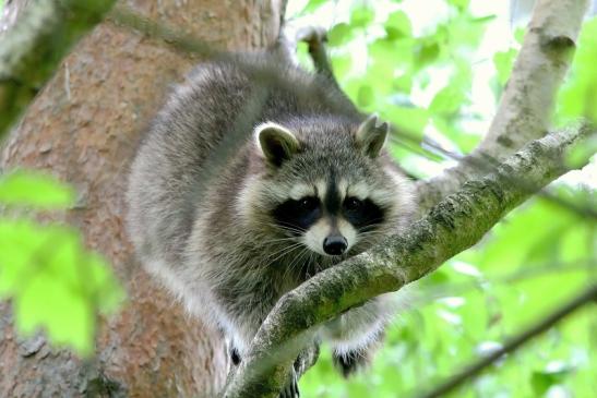 Waschbär Wildpark Alte Fasanerie Klein Auheim 2018