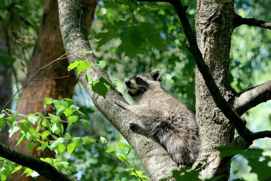 Waschbär Wildpark Alte Fasanerie Klein Auheim 2018