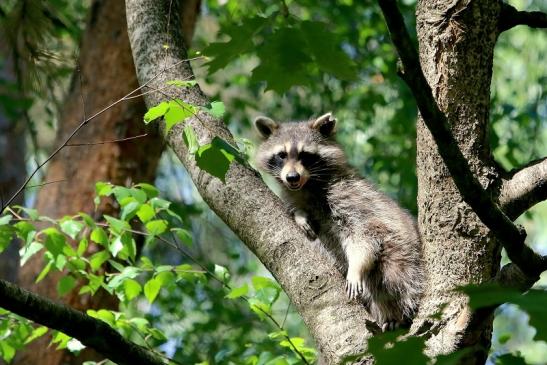 Waschbär Wildpark Alte Fasanerie Klein Auheim 2018