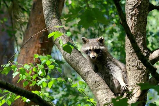 Waschbär Wildpark Alte Fasanerie Klein Auheim 2018