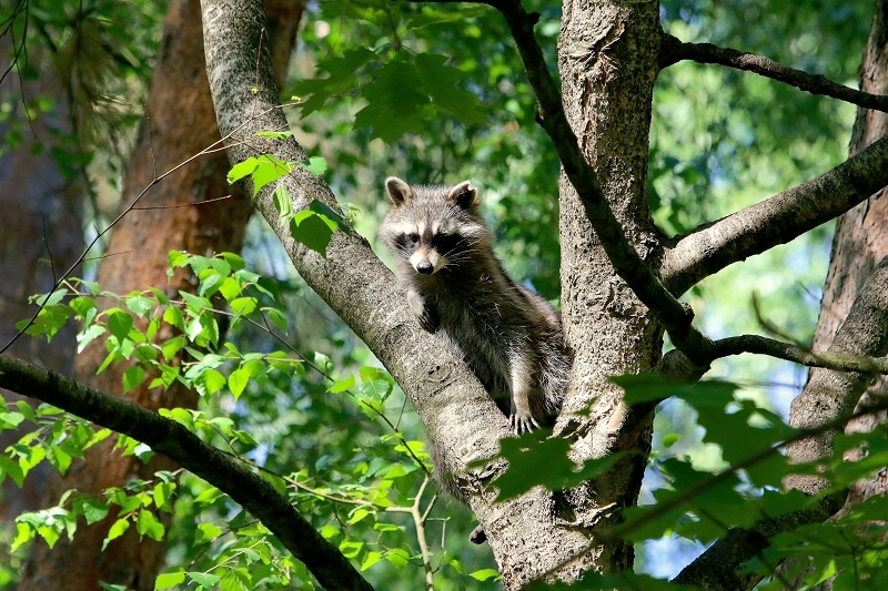Waschbär Wildpark Alte Fasanerie Klein Auheim 2018