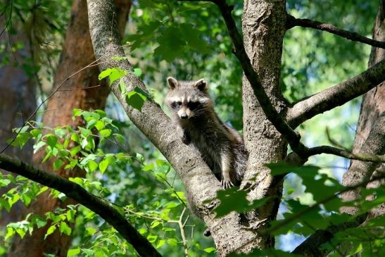 Waschbär Wildpark Alte Fasanerie Klein Auheim 2018