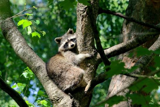 Waschbär Wildpark Alte Fasanerie Klein Auheim 2018