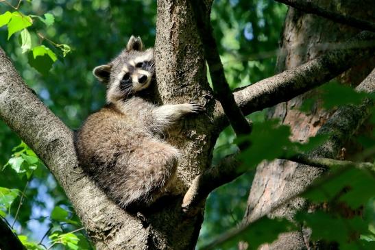 Waschbär Wildpark Alte Fasanerie Klein Auheim 2018