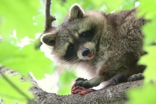 Waschbär Wildpark Alte Fasanerie Klein Auheim 2018