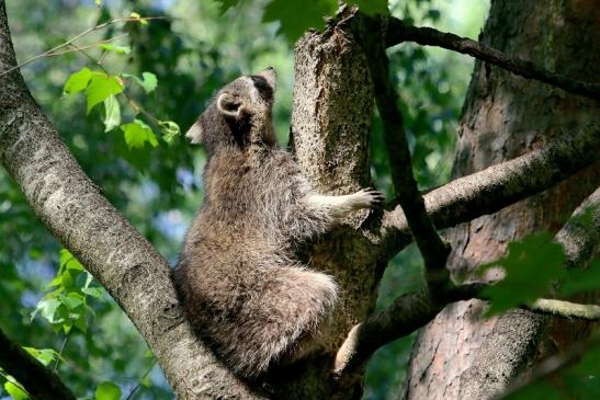 Waschbär Wildpark Alte Fasanerie Klein Auheim 2018