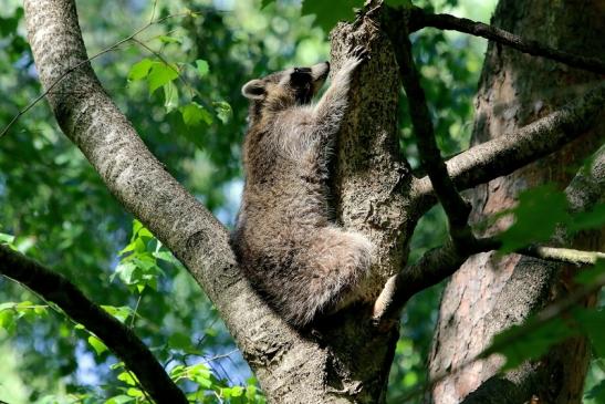 Waschbär Wildpark Alte Fasanerie Klein Auheim 2018