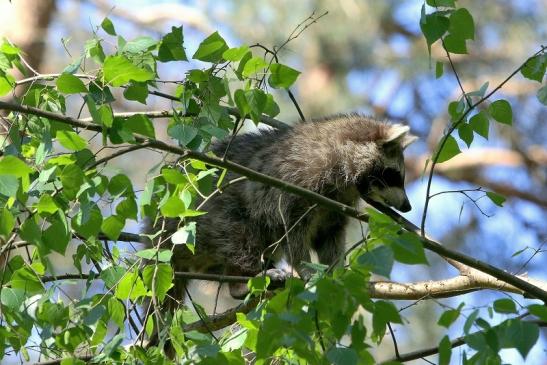 Waschbär Wildpark Alte Fasanerie Klein Auheim 2018