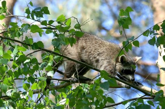 Waschbär Wildpark Alte Fasanerie Klein Auheim 2018