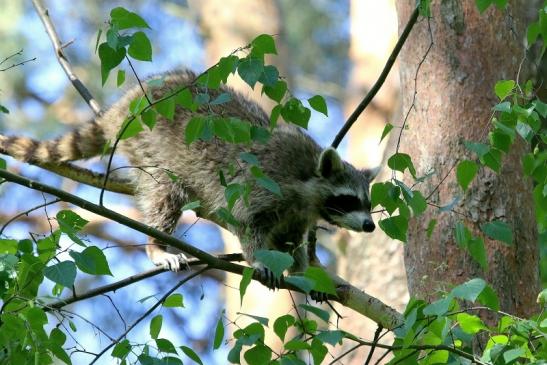 Waschbär Wildpark Alte Fasanerie Klein Auheim 2018