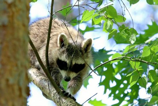 Waschbär Wildpark Alte Fasanerie Klein Auheim 2018