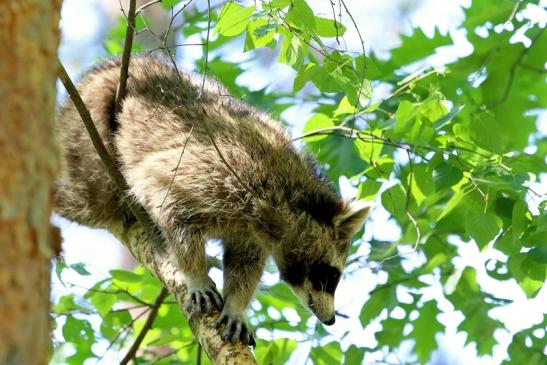 Waschbär Wildpark Alte Fasanerie Klein Auheim 2018