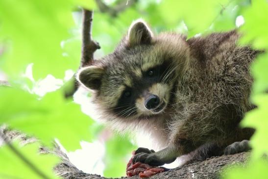 Waschbär Wildpark Alte Fasanerie Klein Auheim 2018