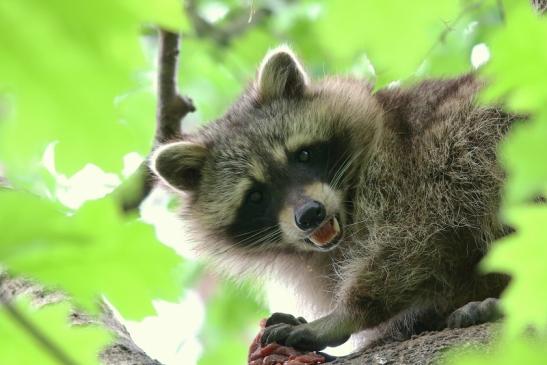 Waschbär Wildpark Alte Fasanerie Klein Auheim 2018