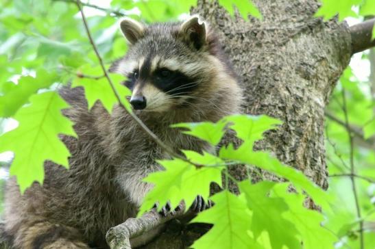 Waschbär Wildpark Alte Fasanerie Klein Auheim 2018