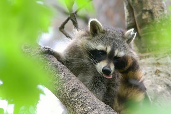 Waschbär Wildpark Alte Fasanerie Klein Auheim 2018